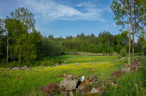 a field of white daisies with blue sky and white clouds background