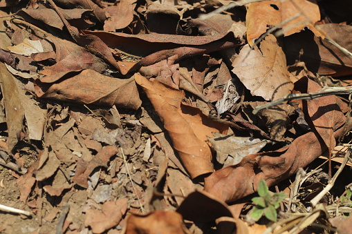 background of dry leaves on the ground