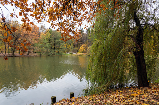 Autumn landscape with a lake and willow trees in the park. Moscow