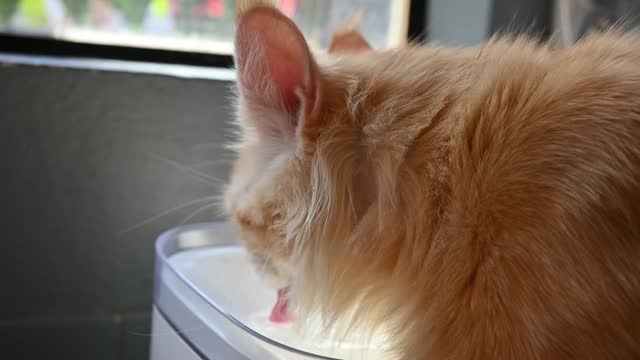 Ginger cat drinking water from an automatic pet fountain.
