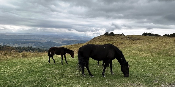 horses graze on a pasture in the Mountain Range