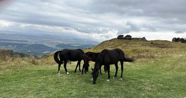 istock horses in the pasture 1974935591