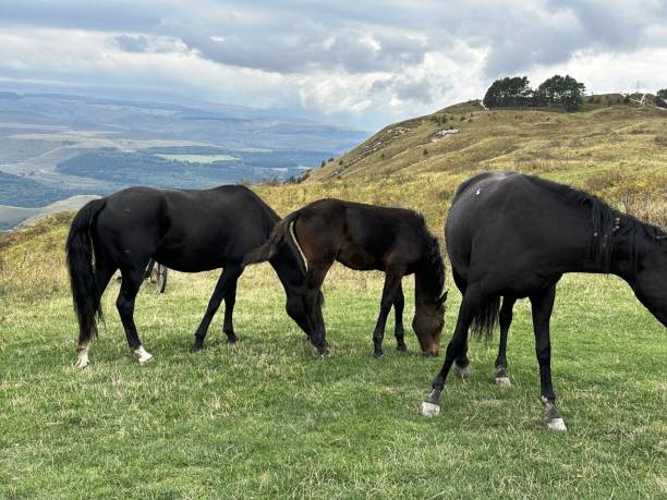 istock horses in the pasture 1974936683