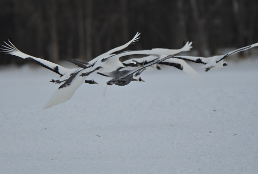 A white-naped crane takes flight with a flock of red-crowned cranes at Ito Sanctuary in Tsurui Village, Hokkaido.