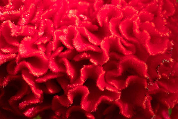 Close-up flowers for nature background.