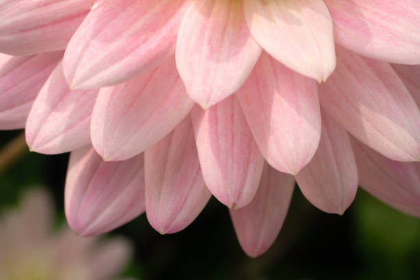 Close-up flowers for nature background.