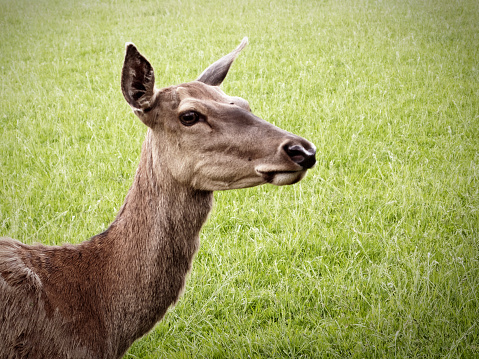 Deer with majestic antlers standing gracefully in grassy surroundings near a human observer