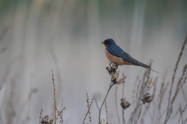 istock Barn Swallow perched atop foliage in a field 1974953465