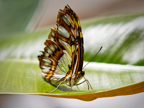 Butterfly perched on vibrant green leaf under bright sunlight outdoors
