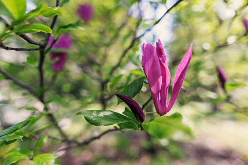 Beautiful flowers on the Magnolia tree in the backyard. Sunny spring day.\nShot with Canon R5