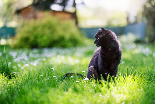 Portrait of a black cat sitting in lush, green spring grass\nShot with Canon R5