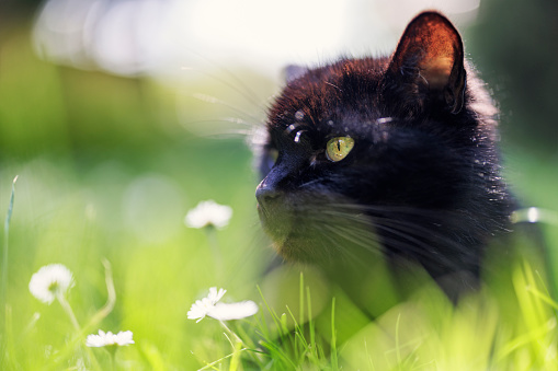Portrait of a black cat relaxing on lush green spring grass\nShot with Canon R5