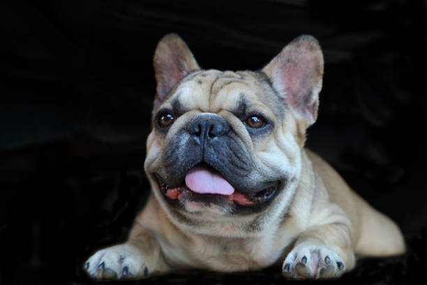 A cute of french bulldog – Foto