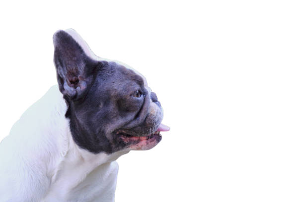 A cute of french bulldog – Foto