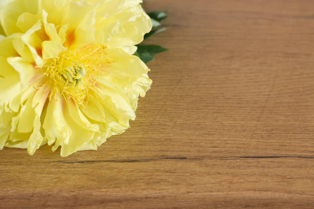 Yellow peonie on old wooden table Selective focus, blurred background. Spring flowers. Spring background a place for your text.