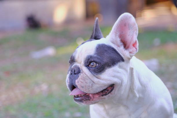 Cтоковое фото A cute of french bulldog