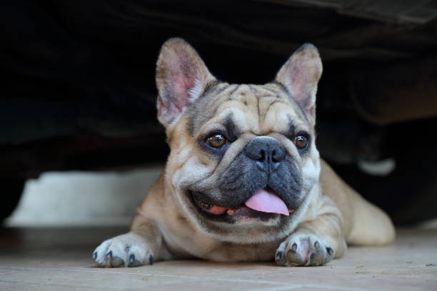 A cute of french bulldog – Foto