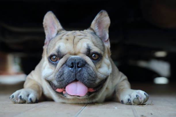 A cute of french bulldog – Foto