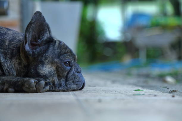 Cтоковое фото A cute of french bulldog