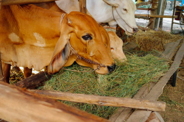 thai farming animal