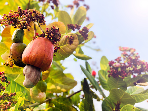 Bunch of cashew apples, soft focus.