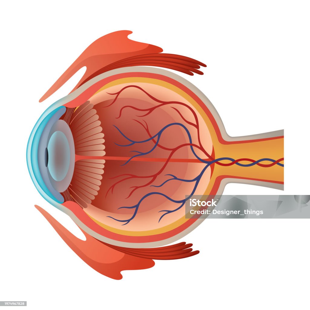 Normal Inner Eye Human Eye Anatomy Infographics With Inside Structure Realistic Vector ...
