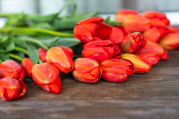 Fresh orange tulips on a wooden background. Springtime. Greeting card with copy space for Valentine's Day, Woman's Day and Mother's Day.