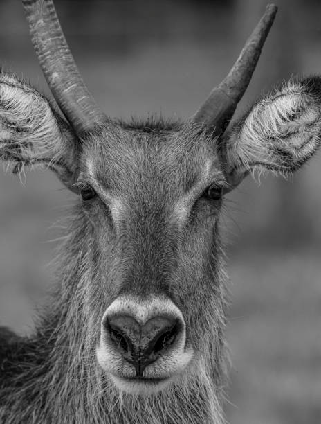 istock a deer is staring into the camera as he stands in the woods 1974996610