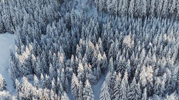 istock Winterwonderland 1975000703