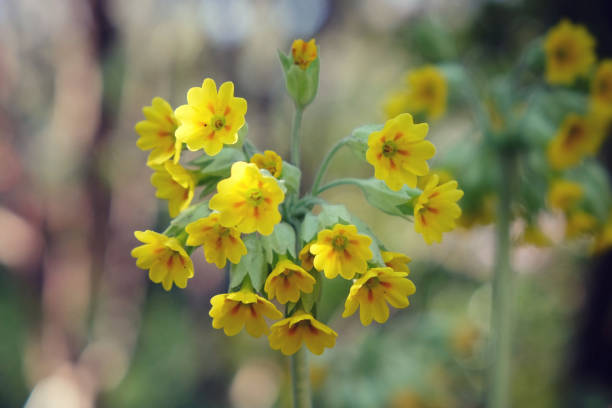 Primula veris, the cowslip, common cowslip, or cowslip primrose (syn. Primula officinalis Hill), is a herbaceous perennial flowering plant in the primrose family Primulaceae.
