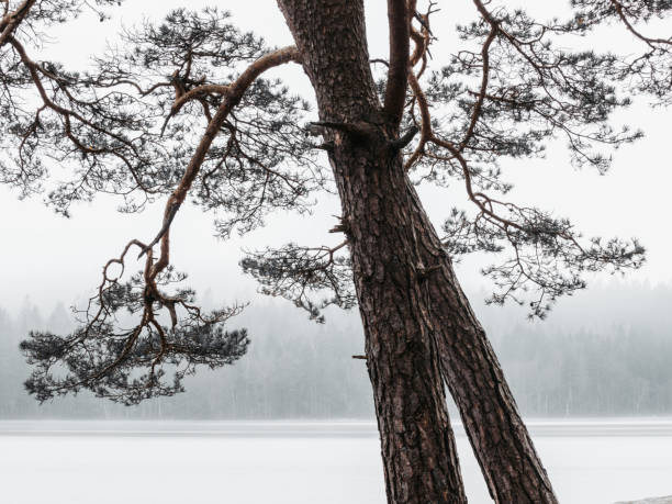 An atmospheric photograph captures a solitary pine trees standing before a tranquil frozen lake on a misty winter day.