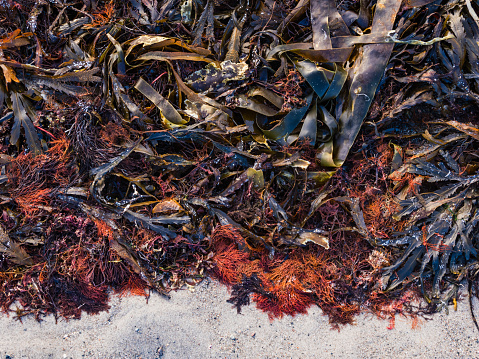 A variety of colorful seaweed and marine plants are scattered across a sandy shoreline, indicating recent tidal activity.