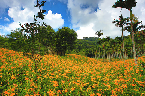 Scenery of Daylily or Hemerocallis fulva or Orange Daylily flowers with green trees and sky cloud