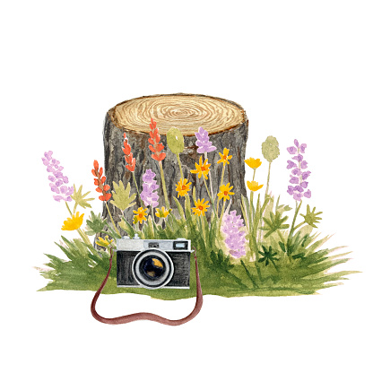 Watercolor hand painted vintage camera, tree stump and wild flowers. High quality illustration isolated on white background.Travel, retro design. Great for cards, banners, advertisements, invitations tour guides.