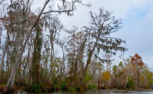 istock Spanish moss hanging from tree  in New Orleans, Louisiana 1975028626
