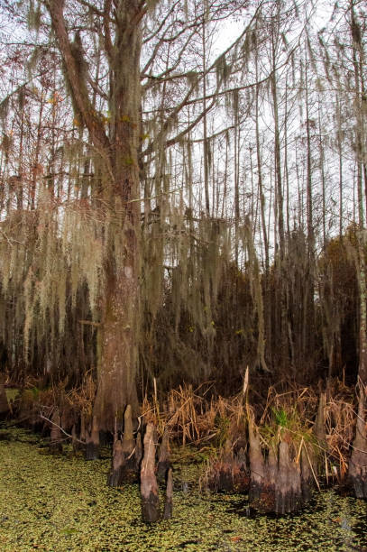 istock Spanish moss hanging from tree  in New Orleans, Louisiana 1975029093