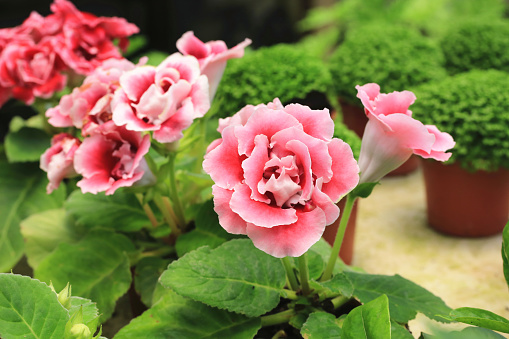 colorful Gloxinia flowers blooming in the garden with green leaves