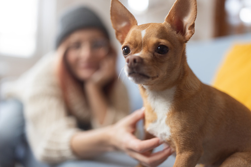 Cute Chihuahua dog sitting on sofa with her female owner