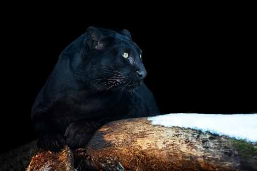 Close up adult black leopard. Animal on dark background