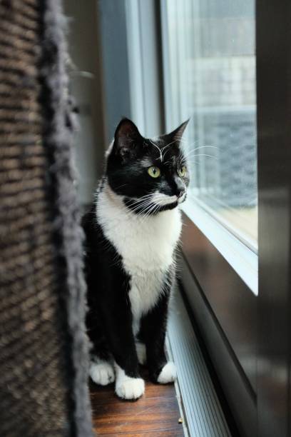 istock Tuxedo cat looks out window 1975066685