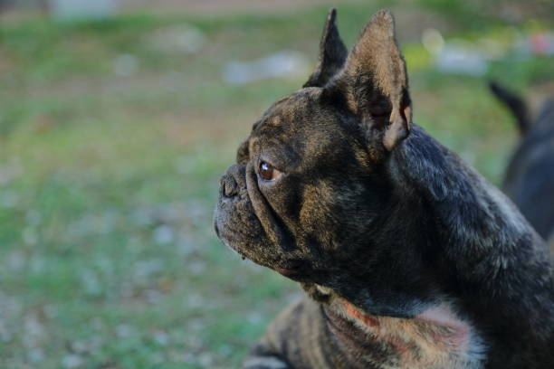 Cтоковое фото A cute of french bulldog backgrounds
