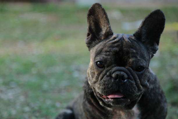 A cute of french bulldog backgrounds - fotografia de stock