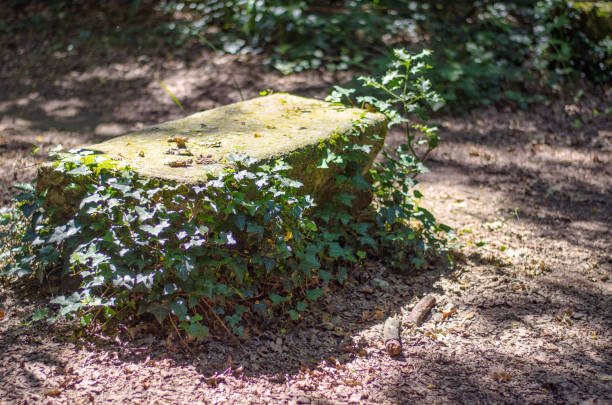 Panchina avvolta dall'edera nel bosco