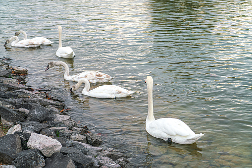 swan family floating on the water