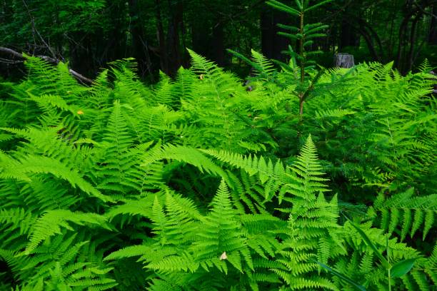 istock Blackwater Falls State Park West Virginia 1975083558