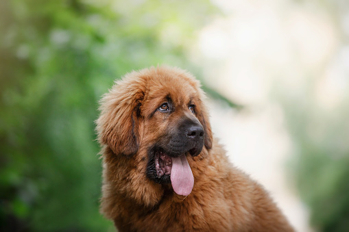 A fluffy Tibetan Mastiff puppy looks off into the distance, its tongue out in a tranquil garden setting. The soft focus on the greenery highlights the dog attentive expression and rich, auburn fur
