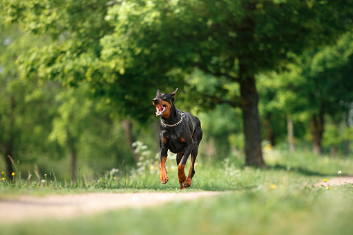 A Doberman Pinscher runs joyfully on a sunlit path, exuding energy and freedom. This athletic canine powerful build and gleeful expression offer a glimpse into a moment of pure bliss