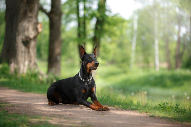 królewski czarny pies doberman stoi w pogotowiu z wystającymi uszami - ears perked zdjęcia i obrazy z banku zdjęć