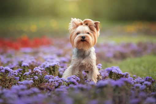 Yorkshire Terrier in bloom, outdoor adventure. A small dog amidst purple flowers, nature candid moment