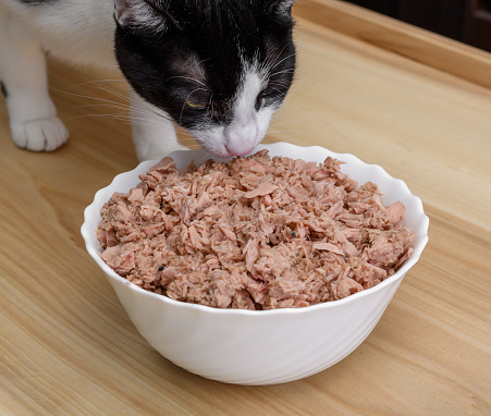 The cat eats tuna, eats food from a large bowl filled with fish isolated